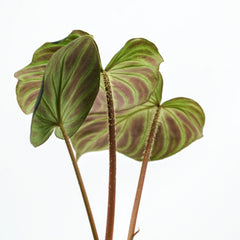 Philodendron verrucosum