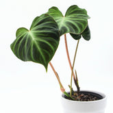 Philodendron verrucosum