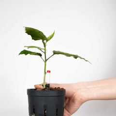 Hibiscus rosa-sinensis