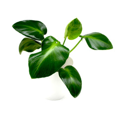 Philodendron rugosum aberrant form