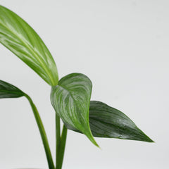 Epipremnum amplissimum 'Silver stripe'