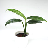 Epipremnum amplissimum 'Silver stripe'