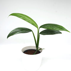 Epipremnum amplissimum 'Silver stripe'