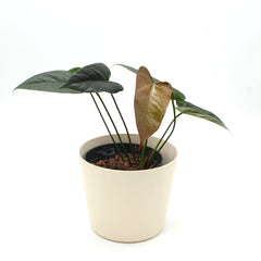 Anthurium andraeanum 'Black Love'