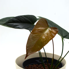 Anthurium andraeanum 'Black Love'