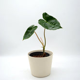 Philodendron burle marx