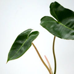 Philodendron burle marx