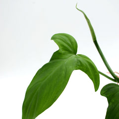 Philodendron camposportoanum