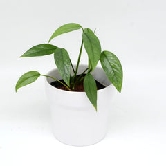 Epipremnum pinnatum 'Cebu blue'