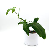 Philodendron camposportoanum