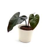 Philodendron erubescens 'Dark Lord'