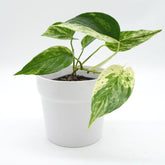 Epipremnum aureum 'Marble Queen'