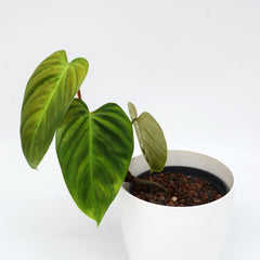 Philodendron 'Fuzzy petiole'