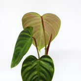 Philodendron 'Fuzzy petiole'