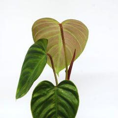 Philodendron 'Fuzzy petiole'