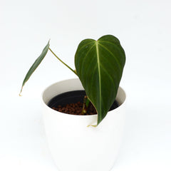 Philodendron glorious