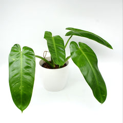 Philodendron 'Jose buono'