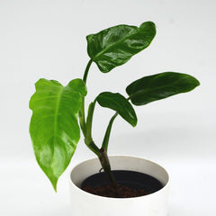 Philodendron lacerum