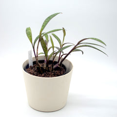 Ledebouria socialis