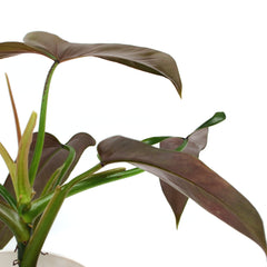 Mexican Philodendron