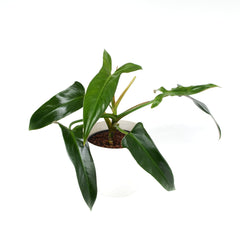 Mexican Philodendron