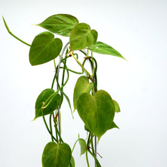 Philodendron hederaceum micans 'Green form' tuella
