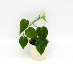 Philodendron hederaceum micans 'Green form'