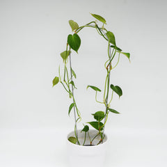 Philodendron hederaceum micans 'Green form' tuella