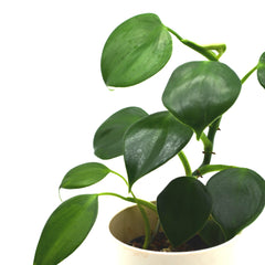 Philodendron microstictum
