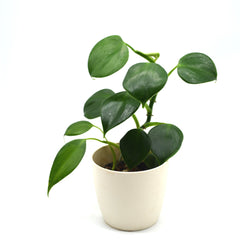 Philodendron microstictum
