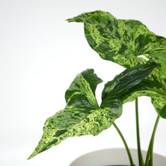 Syngonium podophyllum mottled 'Mojito'