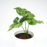 Syngonium podophyllum mottled 'Mojito'