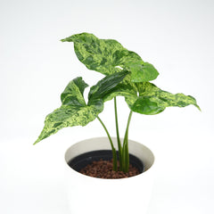 Syngonium podophyllum mottled 'Mojito'