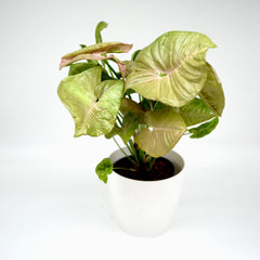 Syngonium podophyllum 'Neon robusta'