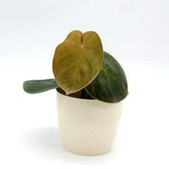 Philodendron werneri