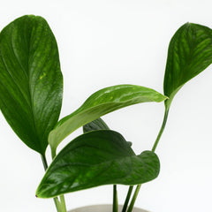 Monstera pinnatipartita