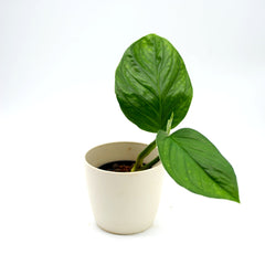 Monstera pinnatipartita