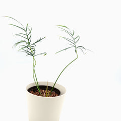 Philodendron polypodioides