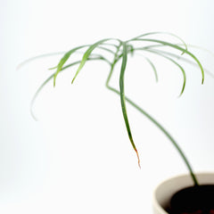 Philodendron polypodioides