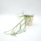 Rhipsalis baccifera