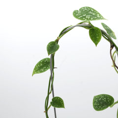 Scindapsus pictus kasvituella