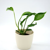 Epipremnum aureum ‘Shangri-la’