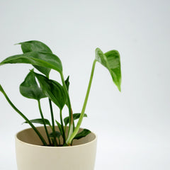Epipremnum aureum ‘Shangri-la’