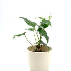 Monstera siltepecana