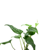 Monstera siltepecana