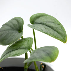 Scindapsus pictus 'Silver hero'