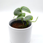 Scindapsus pictus 'Silver hero'