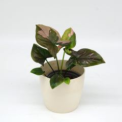 Syngonium podophyllum 'Pink splash'