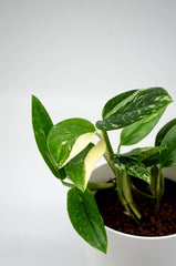 Monstera standleyana