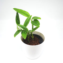 Monstera standleyana